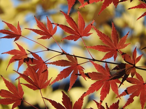 �X�s�b�c,��